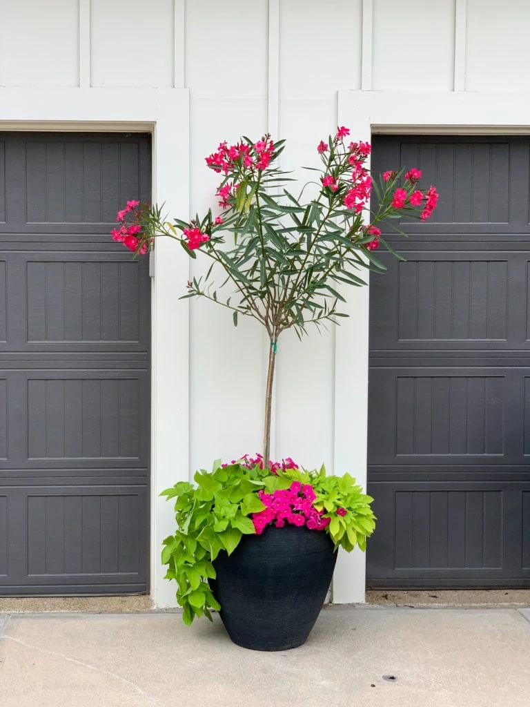 A large black planter filled with a bright pink oleander topairy, sweet potato vines, and bright pink petunias.