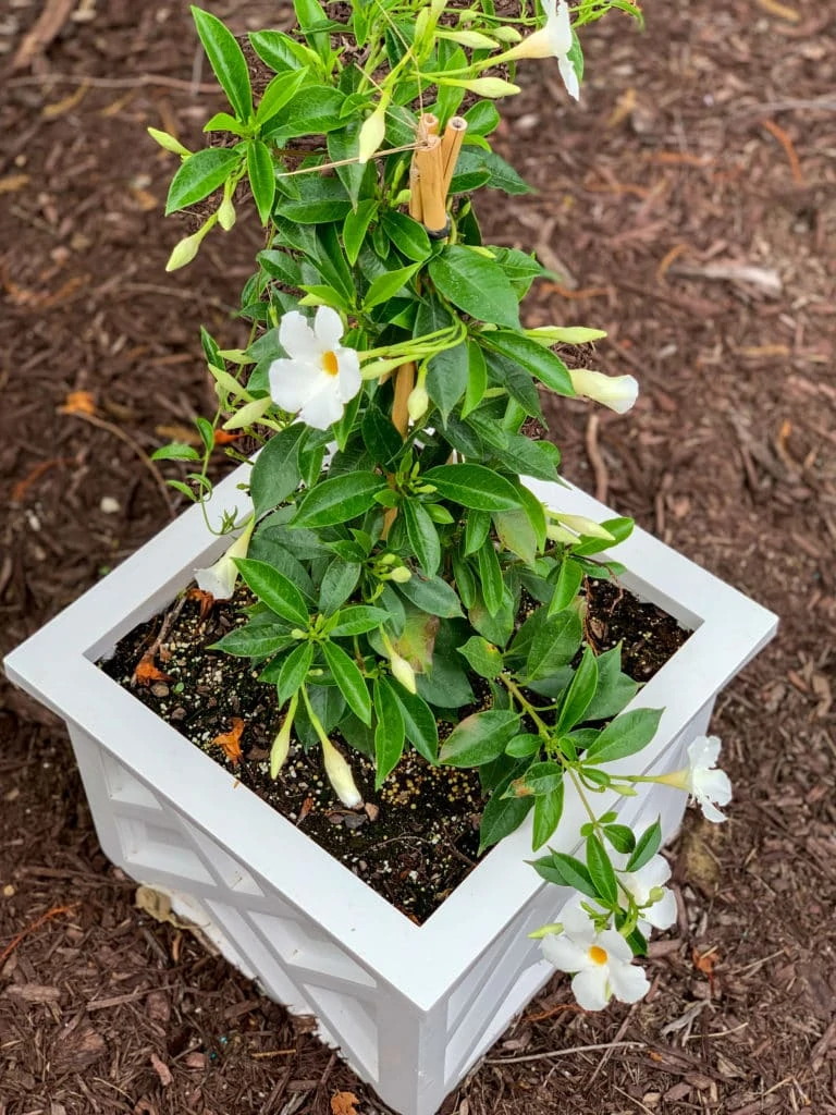 A resin chippendale planter filled with mandevilla vines for summer container gardening!