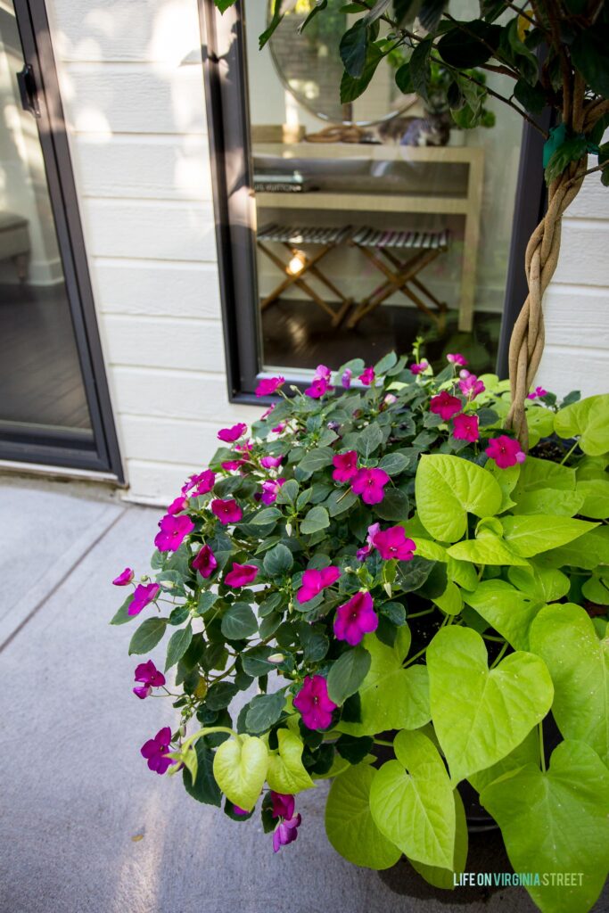 Outdoor planters with hibiscus topiary, bright pink impatiens and sweet potato vines.