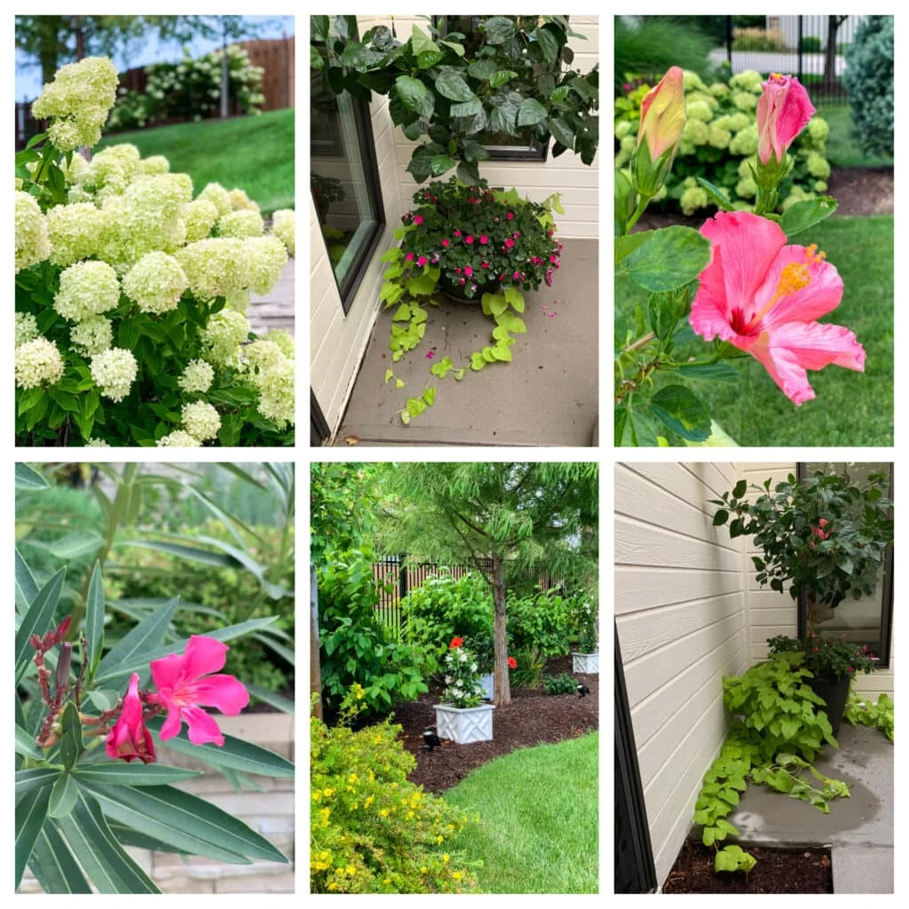 A variety of flowers from around our home including limelight hydrangeas, hibiscus, oleander, mandevilla, sweet potato vines, impatiens and more!